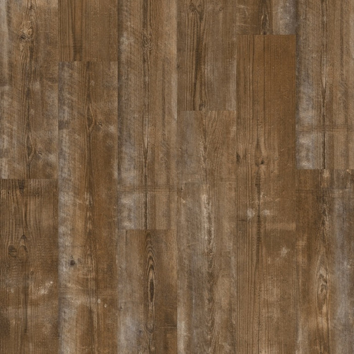 Quickstep | Bloom Sundown Pine